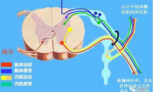 运动原神经_运动原神经病